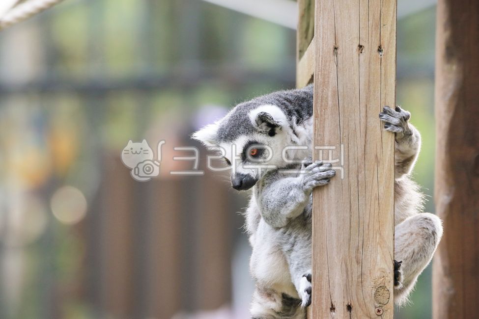 monkey,animal,Ringtailed tree monkey,wild animals,wildlife