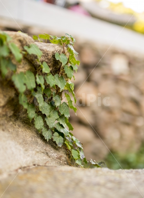 계단,식물,이름모를식물,전등사,덩쿨,식물,자연,plants,nature
