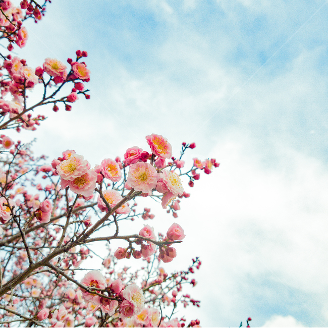 매화,홍매화,봄,꽃,벚꽃,봄,계절,spring,season,자연,풍경,nature,landscape,plant,식물,blossom,flower