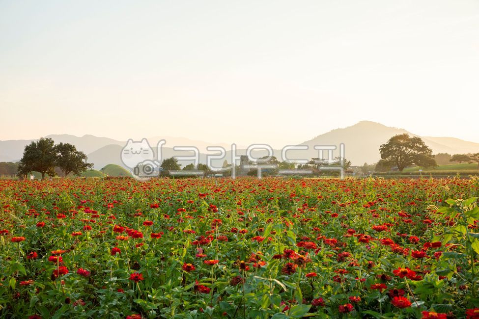 경주,첨성대,백일홍,노란백일홍,첨성대공원,꽃,flower,공원,field,들