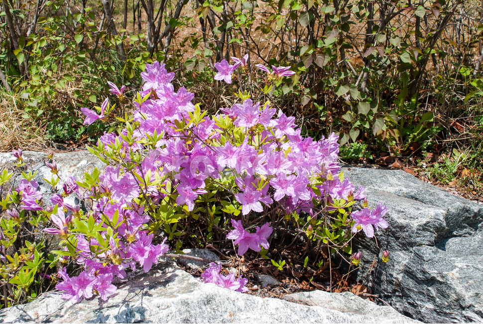 산철쭉,철쭉,봄,꽃,생화,공원,식물,조경,분홍,spring,season,flowe,만개,만발,자연,향기,아름다운,화사한,나뭇가지,봄꽃,돌,봄,계절,spring,season,식물,자연,plants,nature,꽃,flower,blossom,geranium,제라늄,plant