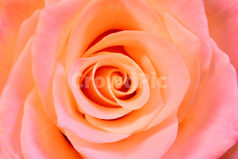 장미,로즈,ROSE,우아한,화려한,향기,향수,화장품,코스메틱,봄꽃,식물,배경,화초,초록,녹색,green,5월의여왕,가시,엘레강스,장미원,장미축제,정원,가든,앞뜰,화단,공원,FLOWERS,5월,꽃잎,꽃송이,나무꽃,SPRING,봄,계절,spring,season,식물,자연,plants,nature,꽃,flower,색깔,색상,색채,색감,color sense,color sensitivity,feeling of color,plant,blossom,rose