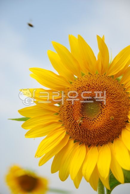 flower,식물,꽃,해바라기,sunflower,blossom,plant,summer,bee,노랑,노란색,여름꽃,yellow,벌,식물,자연,plants,nature,꽃,flower