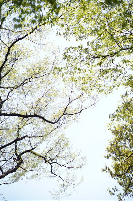 봄,나무잎,연두,하늘,맑음,해,빛,새순,식물,자연,plants,nature,나무,trees,wood,휴식,힐링,rest,relaxation,healing