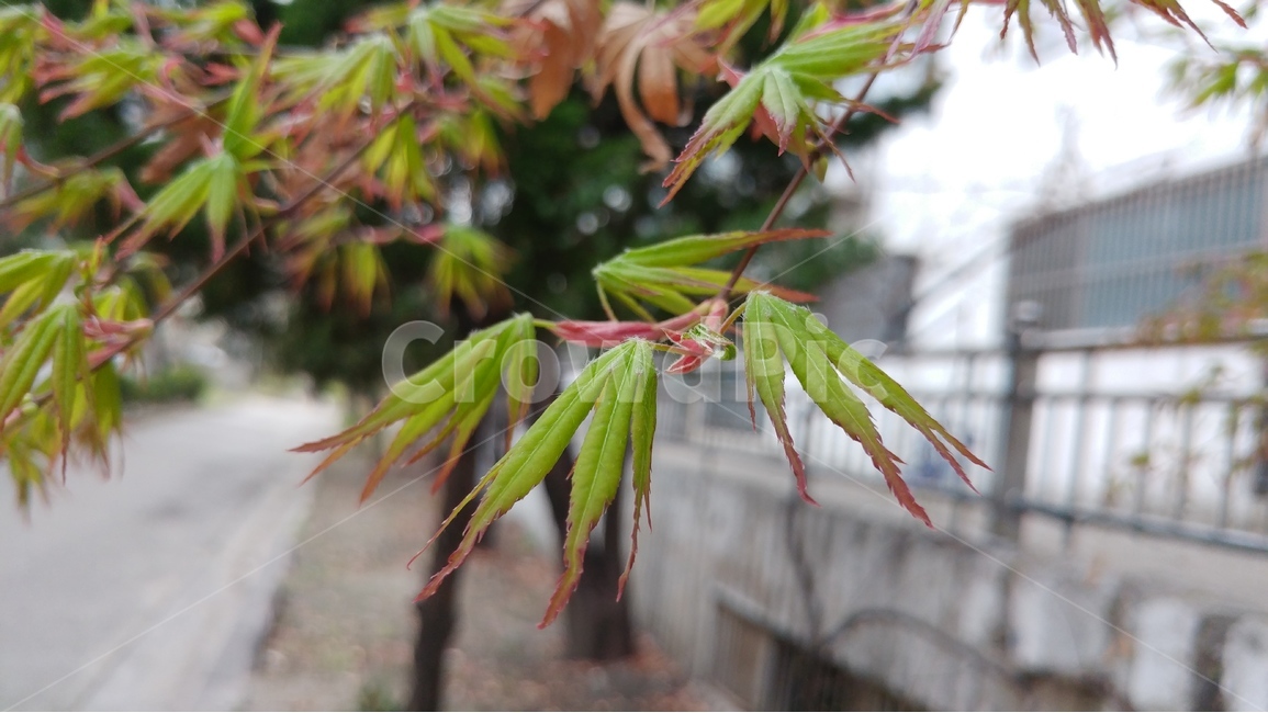 단풍,새싹,자연,배경,봄,가을,봄,계절,spring,season,식물,자연,plants,nature,leaf,잎,plant,tree,나무,maple