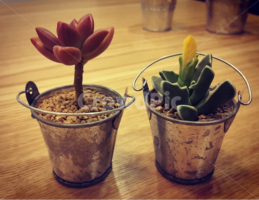 다육이,식물,화초,다육식물,선인장,식물,자연,plants,nature,실내용화초,화분,화초,house plant,인테리어,실내디자인,interior design