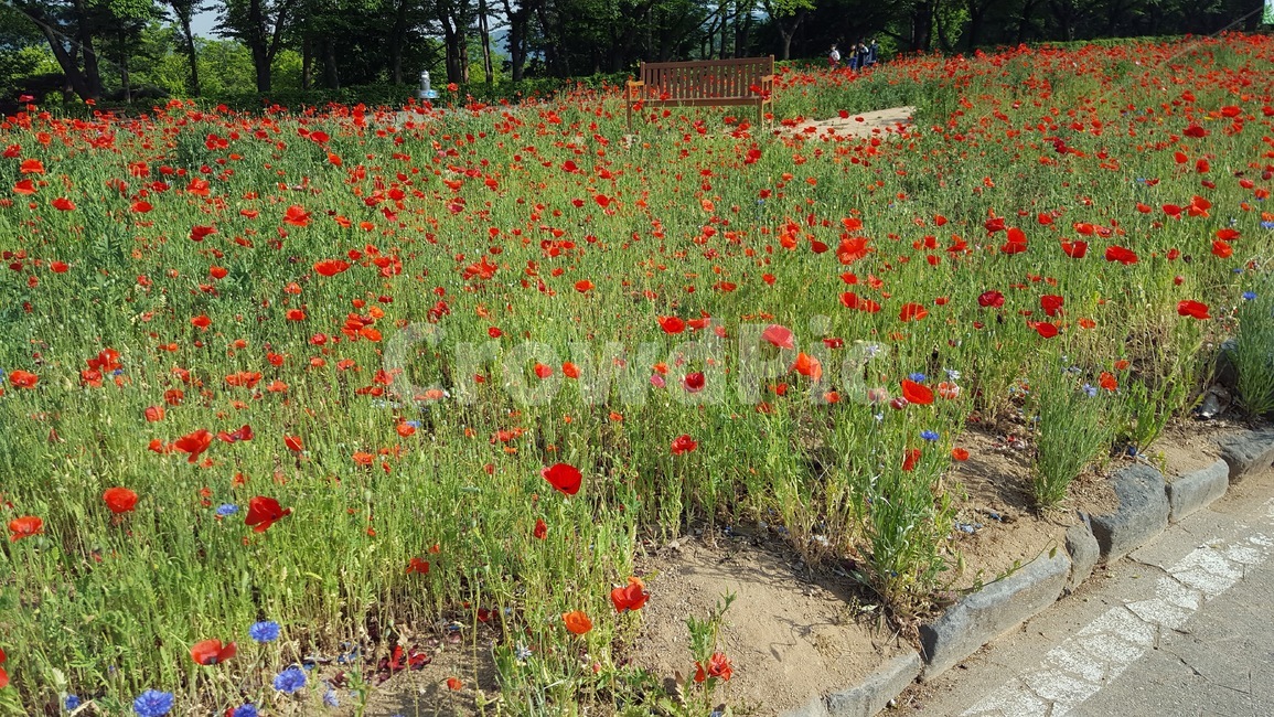 꽃,빨간꽃,빨강,식물,화단,꽃밭,식물,자연,plants,nature,꽃,flower