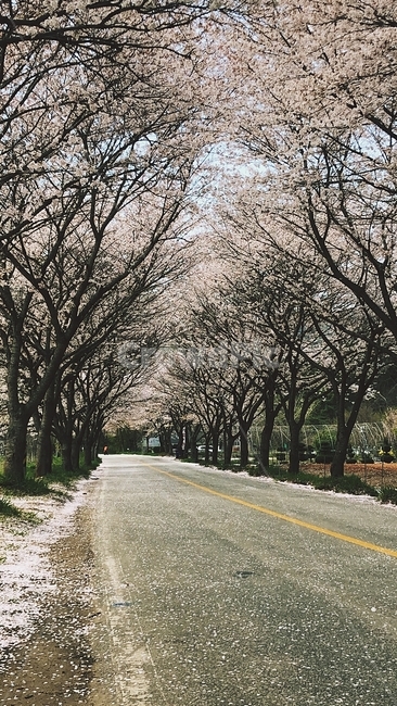 벚꽃,벚나무,벚꽃길,벚꽃도로,봄,도로,road,봄꽃,cherryblossom,체리블라썸,꽃,flower,나무,tree,자연,풍경,nature,landscape,plant,식물,tree trunk,나무 줄기,asphalt,아스팔트