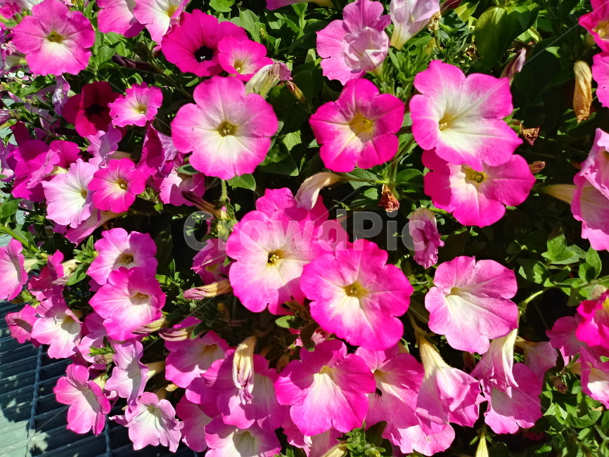 페튜니아,꽃,식물,flower,plant,commongardenpetunia,가지과,한해살이풀,식물,자연,plants,nature,꽃,flower