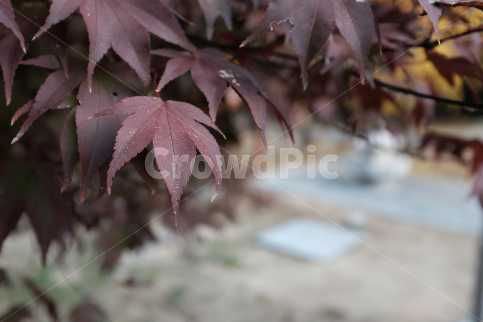 가을,단풍,단풍잎,감성,외로움,빨간색,쓸쓸함,red,lonely,가을,계절,fall,autumn,season,leaf,잎,plant,식물,tree,나무