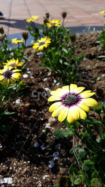 꽃,blossom,flower,plant,식물,노란꽃,yellowflower,자연,nature