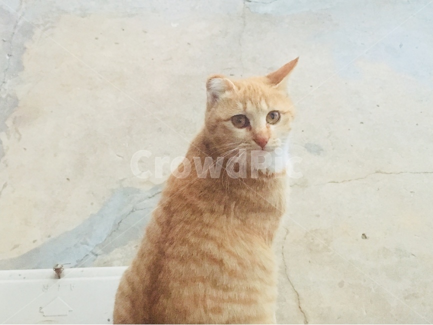 고양이,동물,반려동물,냥이,수컷,동물,animal,포유류,mammal,고양이,cat,kitten,kitty