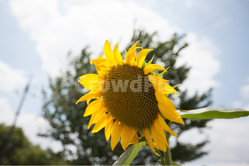 해바라기,들꽃,봄꽃,여름꽃,해바라기씨,식물,자연,plants,nature,꽃,flower