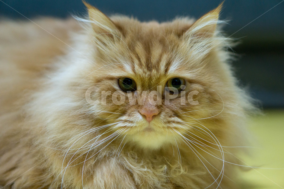 동물,고양이,반려동물,귀여운,반려묘,동물,animal,포유류,mammal,고양이,cat,kitten,kitty