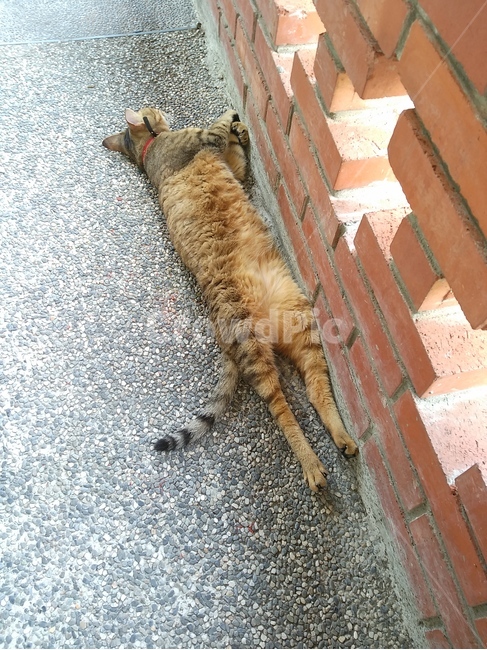 낮잠,길고양이,편안한,꿈,귀여운,힐링,동물,animal,포유류,mammal,고양이,cat,kitten,kitty