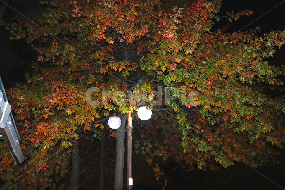 나무,단풍,단풍나무,자연,가을,나뭇잎,식물,가로등,야경,가을,계절,fall,autumn,season,야경,밤,풍경,nightscape,night,landscape,식물,자연,plants,nature,나무,trees,wood,plant,leaf,잎,tree