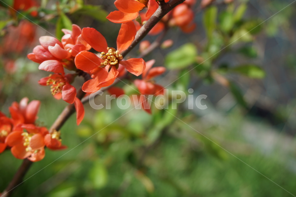 꽃,꽃잎,주황색,봄,4월,녹색,식물,자연,plants,nature,꽃,flower