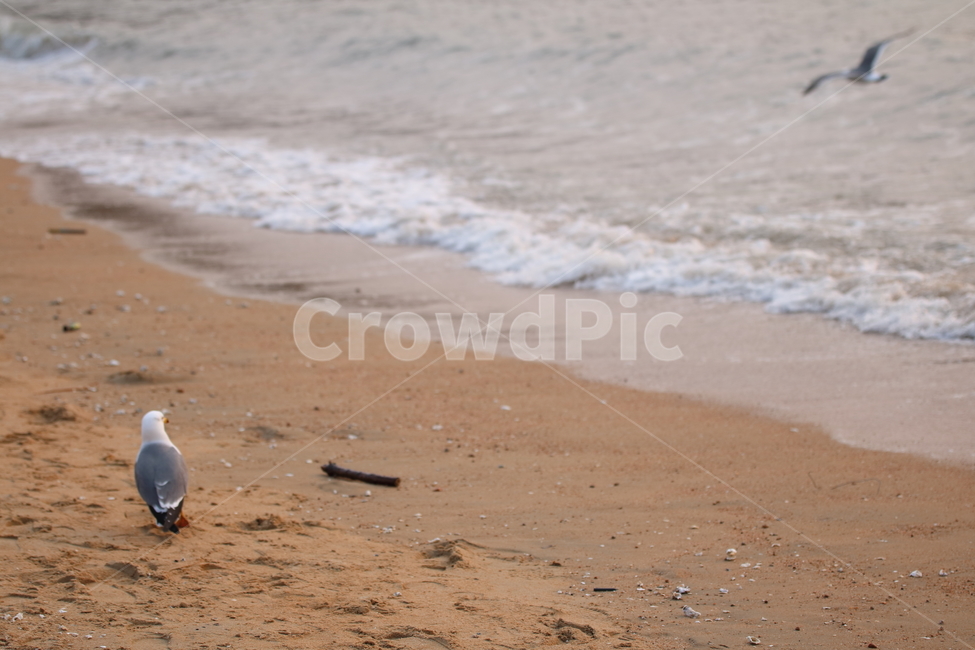을왕리,해변,갈매기,갈매기친구들,새,해변,바다,beach,sea,동물,animal,조류,새,birds