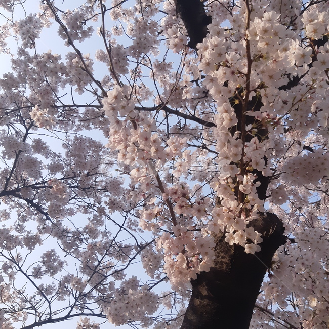벗꽃,하늘,봄,풍성함,꽃,봄,계절,spring,season,plant,식물,flower,blossom