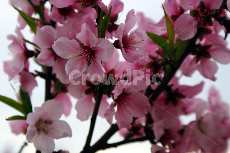 벚꽃,벚나무,꽃,나무,식물,자연,식물원,공원,cherryblossoms,cherrytrees,flowers,trees,plants,nature,botanicalgardens,parks