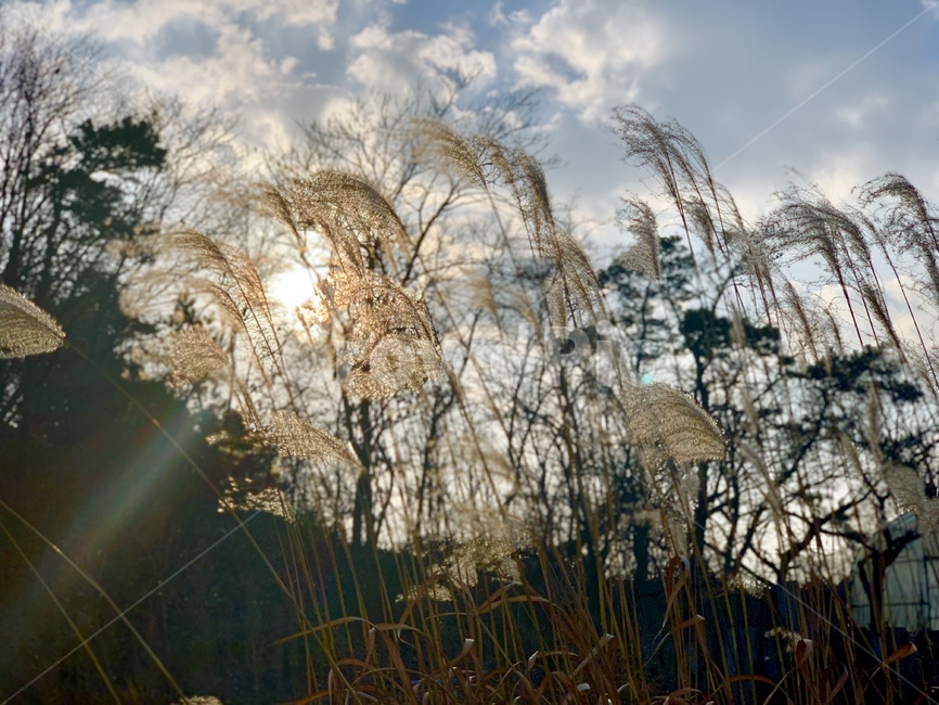 갈대,겨울,계절,햇빛,바람,하늘,빛,winter,역광,풀,자연,나뭇가지,나무,grass,잔디,plant,식물,lawn