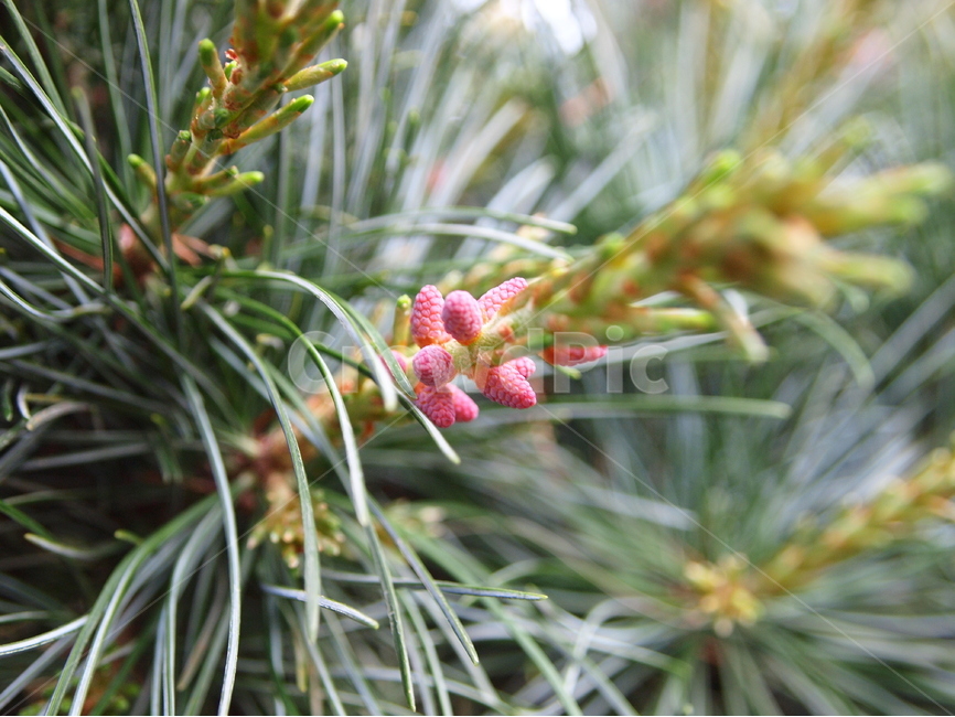 소나무,소나무꽃,나무,식물,꽃,녹색,분홍색,pinetree,pineflower,tree,flower,plant,green,pink,식물,자연,plants,nature