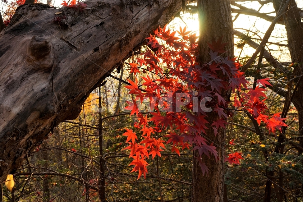 단풍,가을,자연,빨강,낙엽,단풍나무,화려함,가을풍경,autumn,fall,autumnleaves,plant,nature,계절,나무,븕은색,maple,red,season,colorful,느낌,감성,trees,branches,울긋불긋,계절사진,가을,계절,fall,autumn,season,식물,자연,plants,nature,나무,trees,wood,leaf,잎,tree