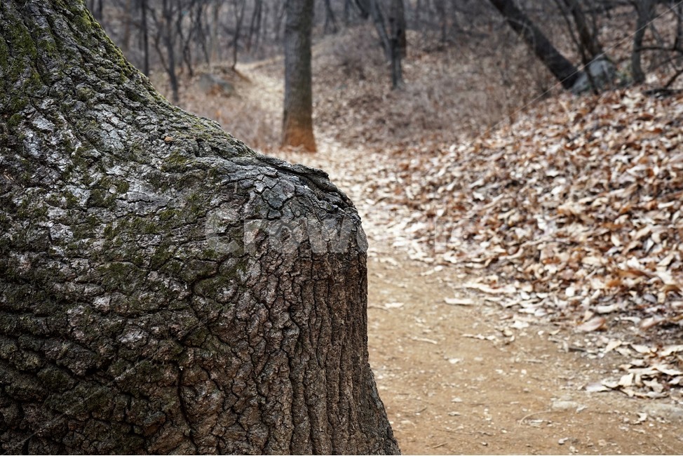 겨울산행,계절,잎,마른잎,길,흙,나무,자연,풍경,nature,landscape,tree,plant,식물,tree trunk,나무 줄기,ground,바닥
