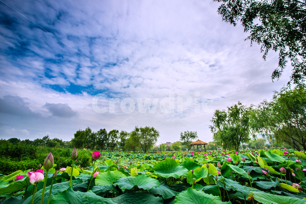 궁남지,부여,연못,연꽃,꽃,자연,풍경,nature,landscape,한국자연풍경,한국자연경관,korea nature landscape,plant,식물