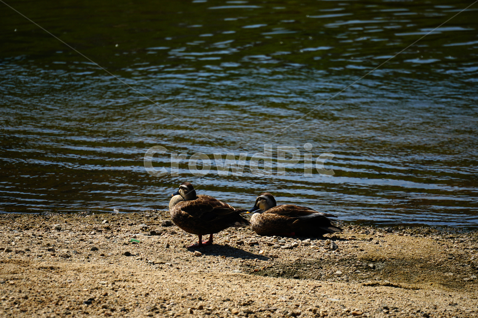 오리,새,조류,동물,bird,animal,nature,자연,6월,여름,summer,june,duck,서울,중랑천,하천,강,river,강변,seoul,강가,모래사장,철새,동물,animal,조류,새,birds