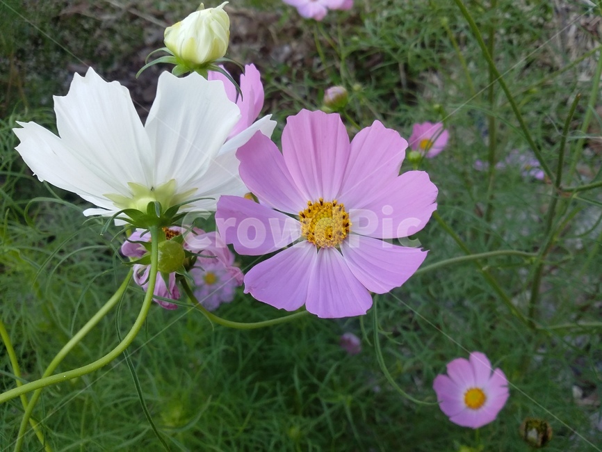 꽃,plant,flower,식물,코스모스,자연,식물,자연,plants,nature