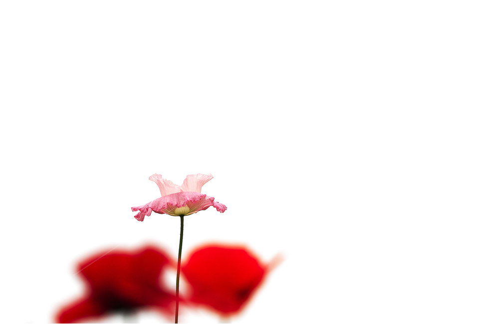 양귀비,사랑,열정,아름다움,심플,식물,자연,plants,nature,꽃,flower,누끼,remove background