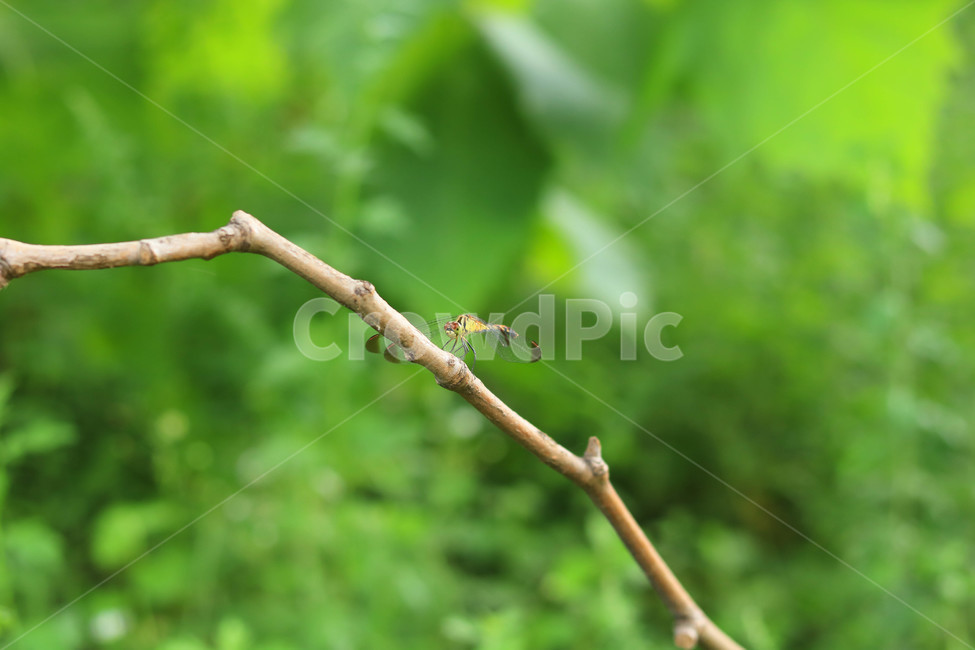 잠자리,풀,자연,초록,곤충,배경,가을,동물,animal,곤충,벌레,insect,bug