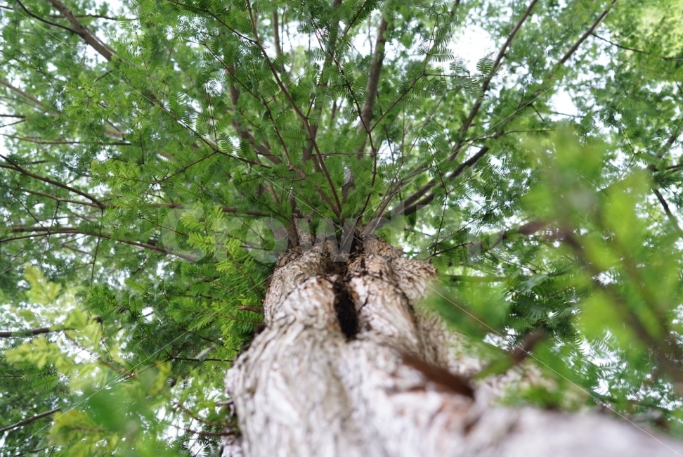 숲,자연,나무,나뭇잎,숲속,식물,자연,plants,nature,휴식,힐링,rest,relaxation,healing