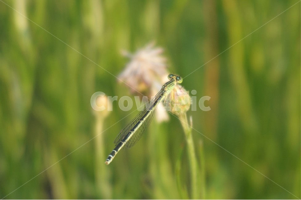 실잠자리,잠자리,자연,곤충,산책로,dragonfly,nature,insecting,trail,동물,animal,곤충,벌레,insect,bug