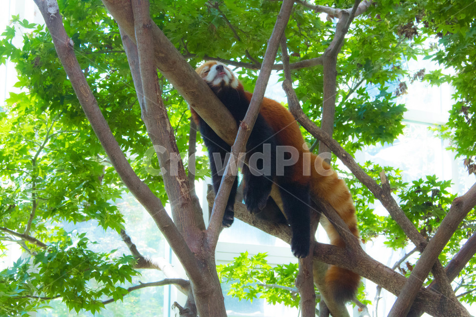 렛서판다,동물,나무,낮잠,동물원,동물,animal,포유류,mammal
