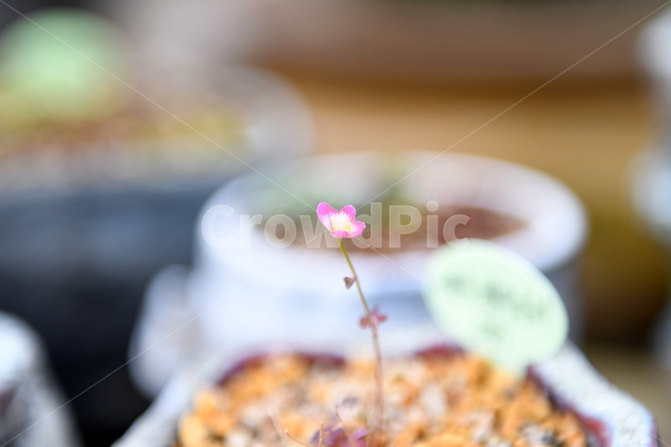 식물,꽃,감성사진,자연,flower,꽃사진,봄,봄꽃,계절,감성,4월,spring,힐링,자연풍경,풍경,봄,계절,spring,season,식물,자연,plants,nature,꽃,flower