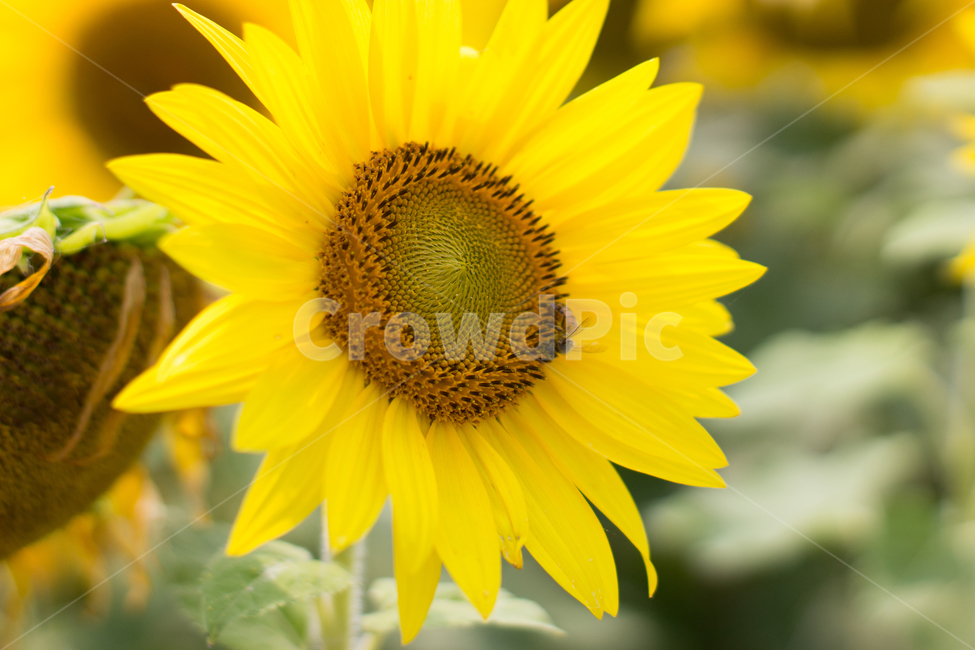 해바라기,꽃,식물,자연,sunflower,flower,식물,자연,plants,nature,꽃,flower