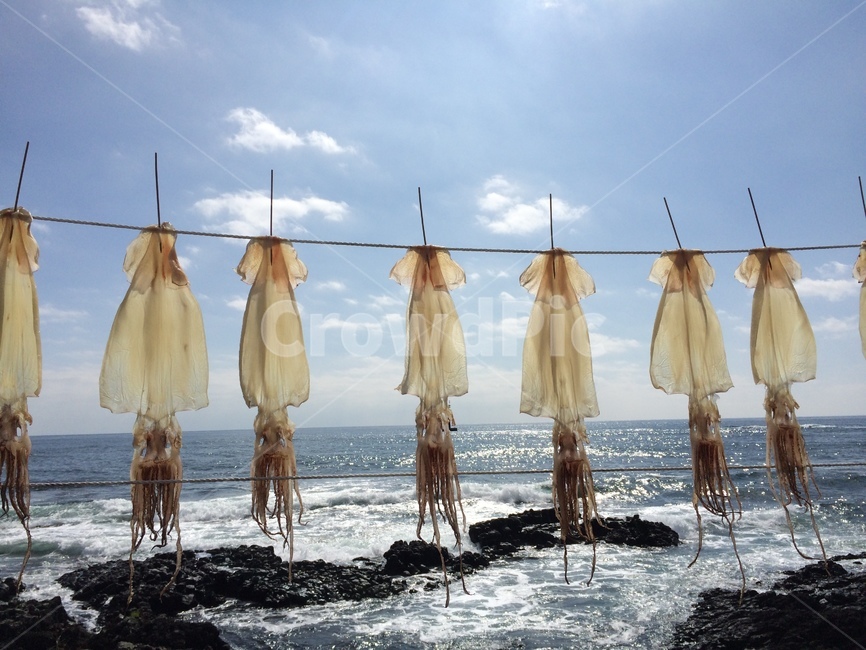 오징어,말린오징어,바닷가,어촌,건조,해풍,수산물,해산물,fishery products,seafood