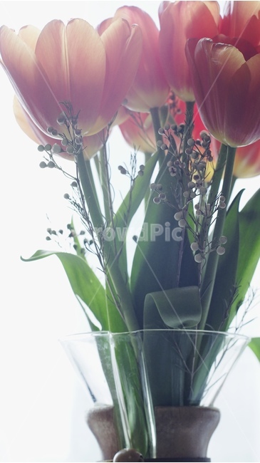 튤립,꽃,flower,blossom,식물,plant,flowerarrangement,꽃부케,flowerbouquet,꽃꽂이,꽃병,화병,vase,구근식물