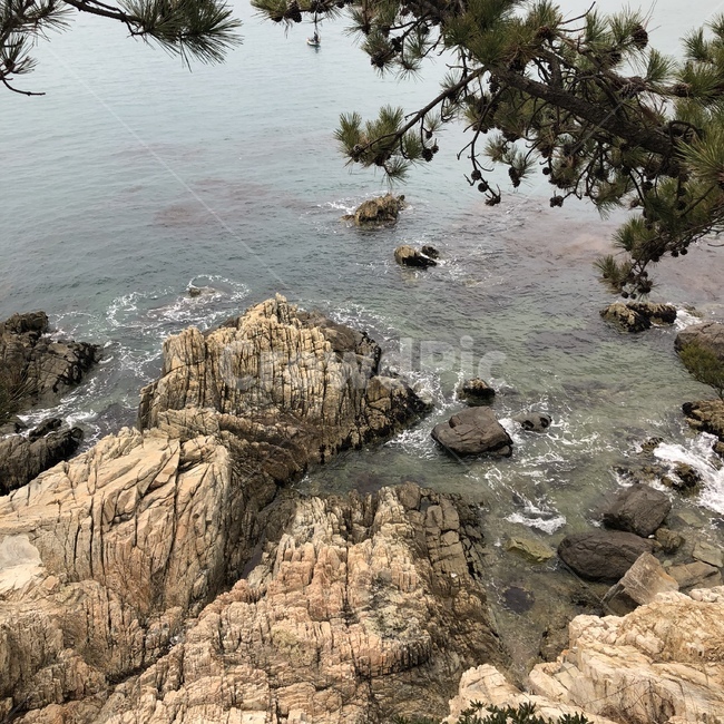 부산,절벽,돌,바위,소나무,바다