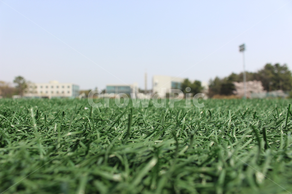 풀밭,초록,하늘,잔디,파릇,식물,자연,plants,nature