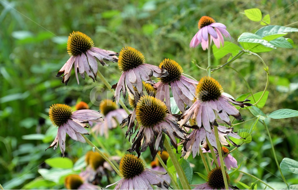 자연,식물,숲,접사,꽃,아름다움,식물,자연,plants,nature,꽃,flower