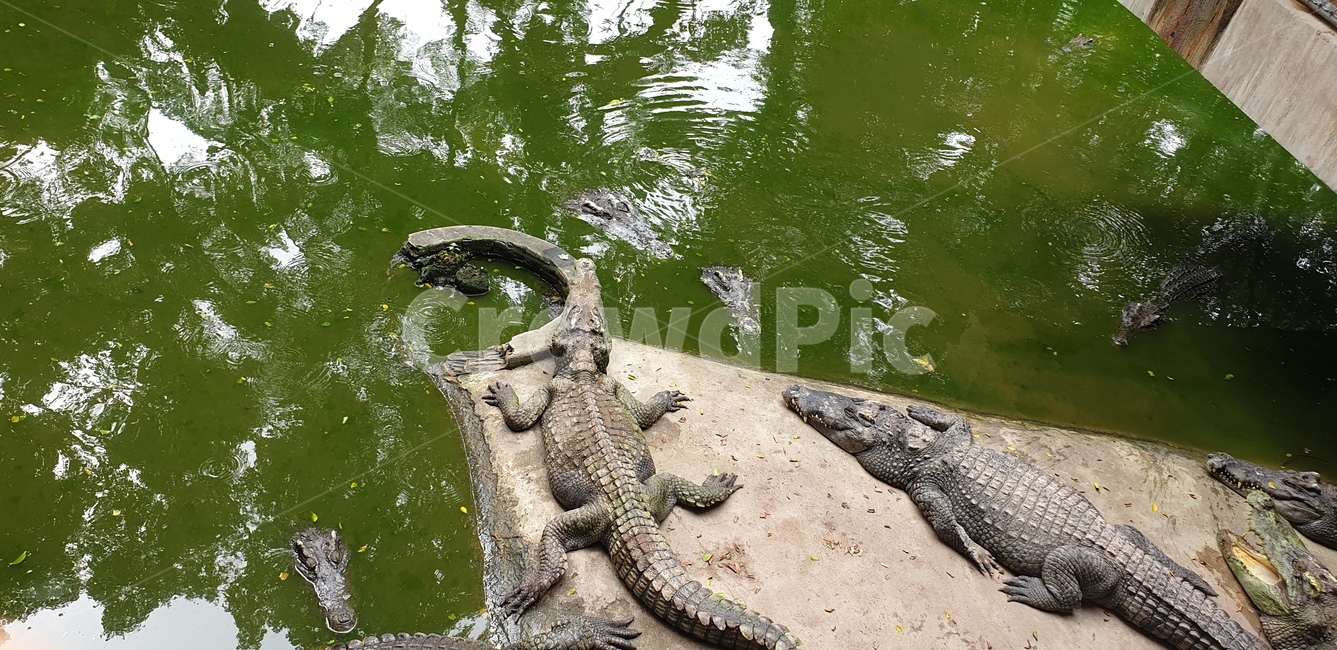 악어,crocodile,alligator,태국,동물,파충류