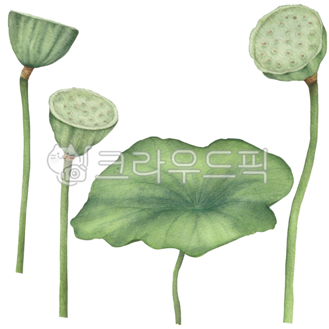 연꽃잎,연잎,연꽃일러스트,연잎일러스트,연잎그림,연꽃디자인,연꽃수채화,연잎수채화,연잎손그림,연잎꾸미기,연잎데코,연잎장식,연꽃꾸미기,연꽃데코,보태니컬