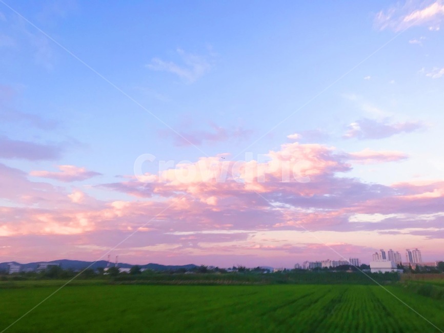 하늘,구름,분홀,감성,맑은날씨,자연,풍경,nature,landscape,field,들,grassland,목초지,outdoors,옥외,paddy field,패디 필드