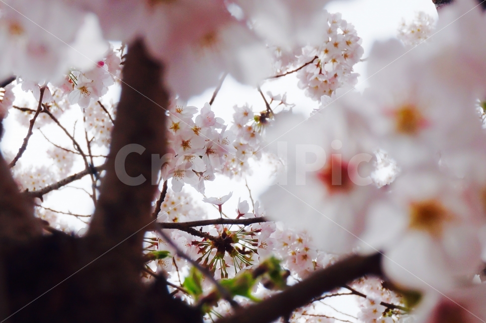 벚꽃,사쿠라,진해벚꽃,벚꽃축제,군항제,cherryblossom,식물,자연,plants,nature,봄,계절,spring,season,꽃,flower,plant,blossom,cherry blossom