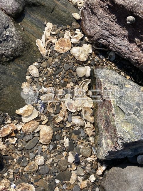 조개껍데기,조가비,바다조개,바다조가비,seashell