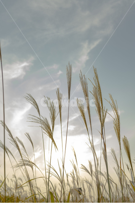 억새,억새풀,풀,갈대,하늘,구름,감성,들판,오후,파란,가을,계절,fall,autumn,season,plant,식물,grass,잔디,food,음식,vegetable,야채,grain,곡물