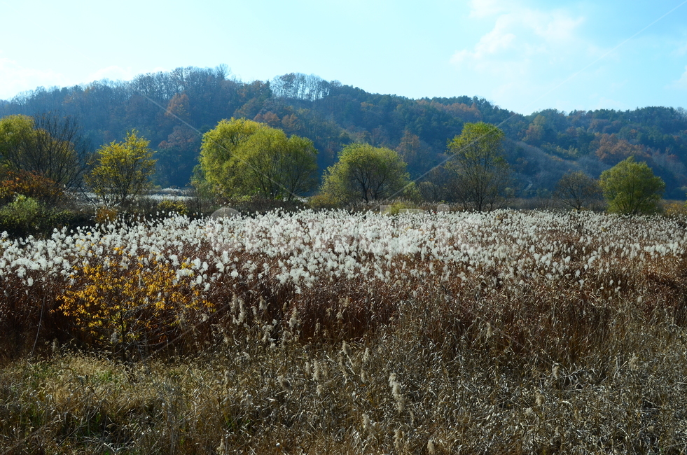 대청호,대청호습지,문의습지,억새,억새밭,억새군락,버드나무군락,가을,한국풍경,자연,풍경,가을,계절,fall,autumn,season,자연,풍경,nature,landscape
